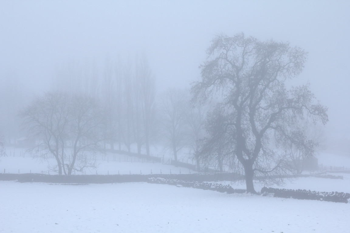 Trees in Fog, Guiseley